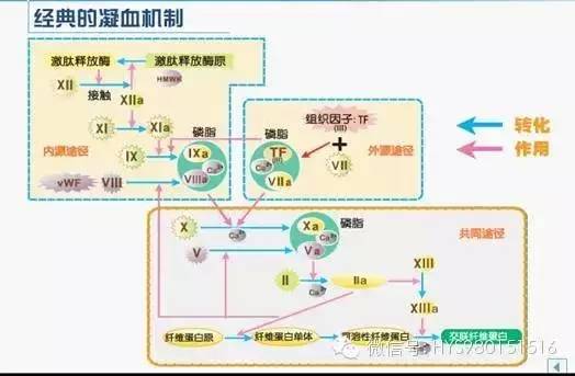 机体的正常止凝血,主要依赖于完整的血管壁结构和功能,有效的血小板