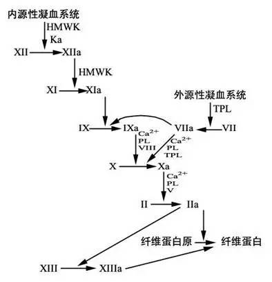 状态的过程,凝血过程通常分为:①内源性凝血途径;②外源性凝血途径;③