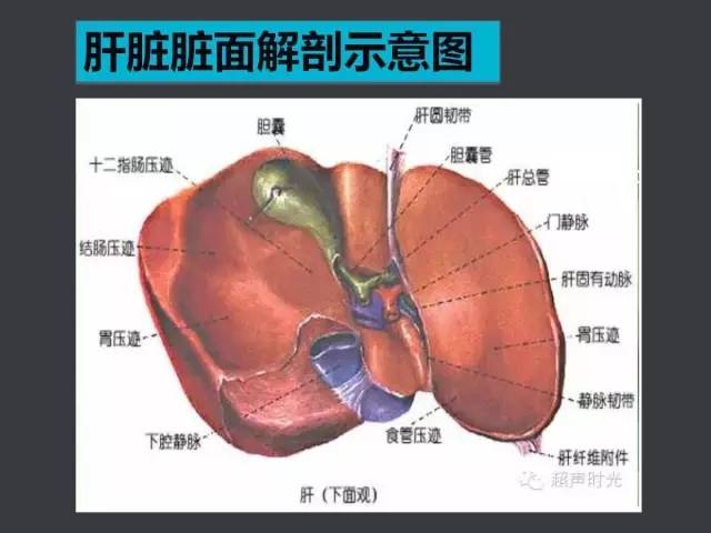 肝脏超声基础及分段分叶