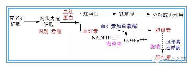 「胆红素」你从哪里来,将要去何方 ?