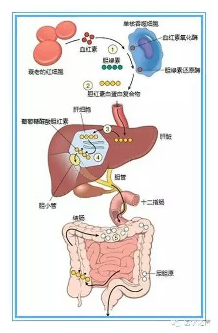 「胆红素」你从哪里来,将要去何方 ?