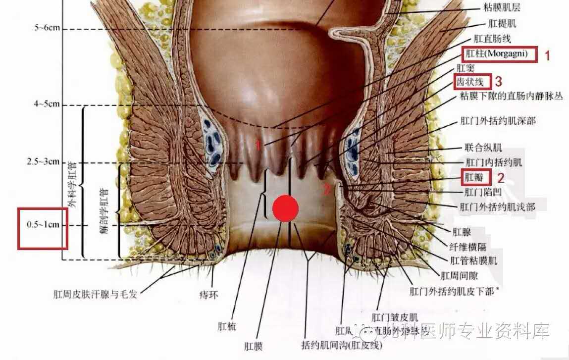 肛裂最常见于婴儿和中年人.3. 急性肛裂和慢性肛裂的区别?