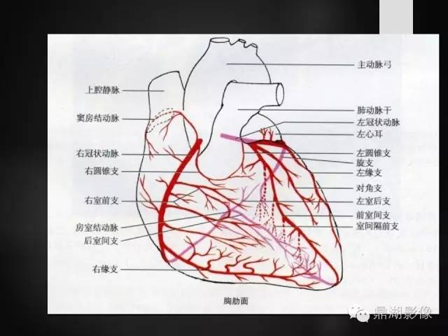 冠脉动脉的解剖与冠脉造影