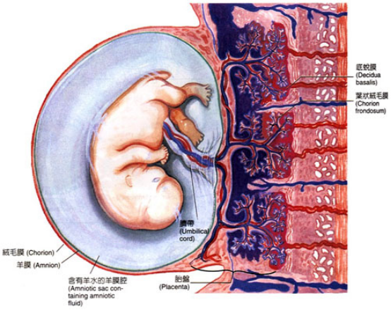 名词解释|子宫中的胎盘