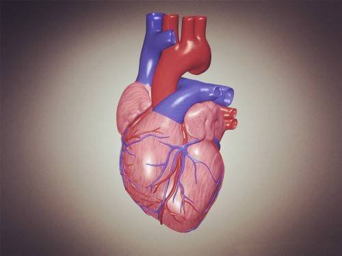 5分钟看懂心脏解剖及工作原理！