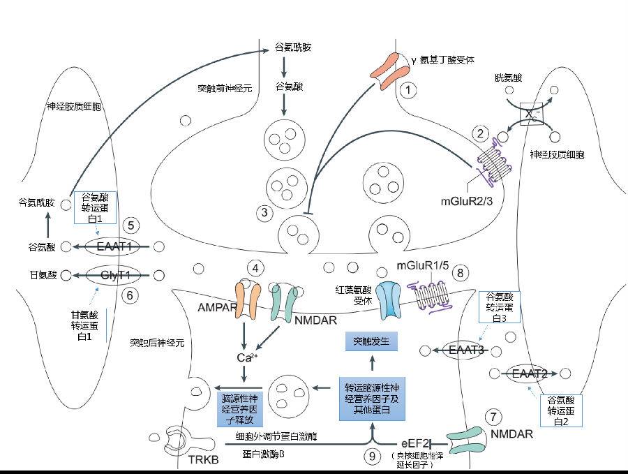 多巴胺对豚鼠耳蜗谷氨酸受体nmda nr1和nmda nr2a的调节作用