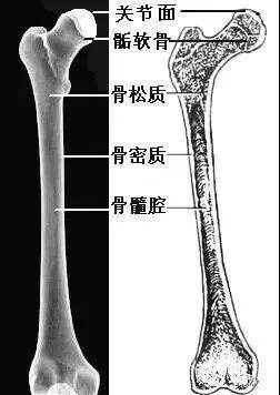 骨髓间隙显示于骨松质部位,表现为高密度骨小梁之间的低密度影