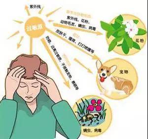 吸入性过敏原,如:花粉,柳絮,粉尘,螨虫,动物皮屑等.