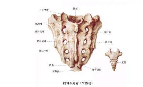 骶骨由5块骶骨融合成一块形成,尾骨由3-5组成.