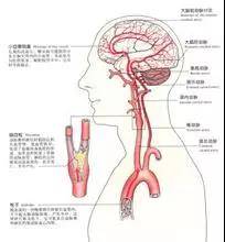 颈部有两条大动脉;肩颈就像人体的十字路口,是气血供应头部的主要