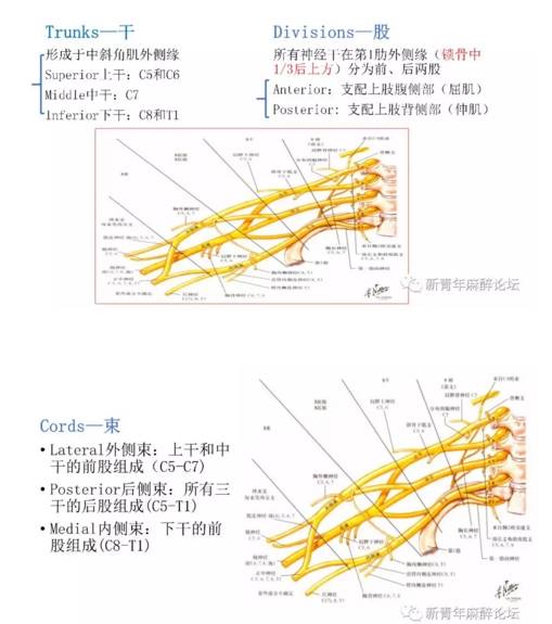 上肢神经解剖与超声引导神经阻滞