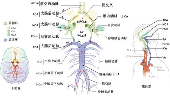 收藏大脑willis环的解剖及变异