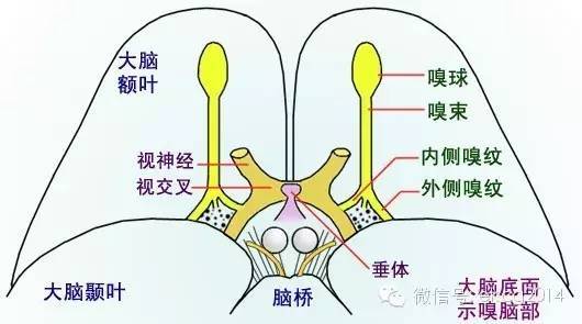 嗅神经和视神经损害的临床表现与意义