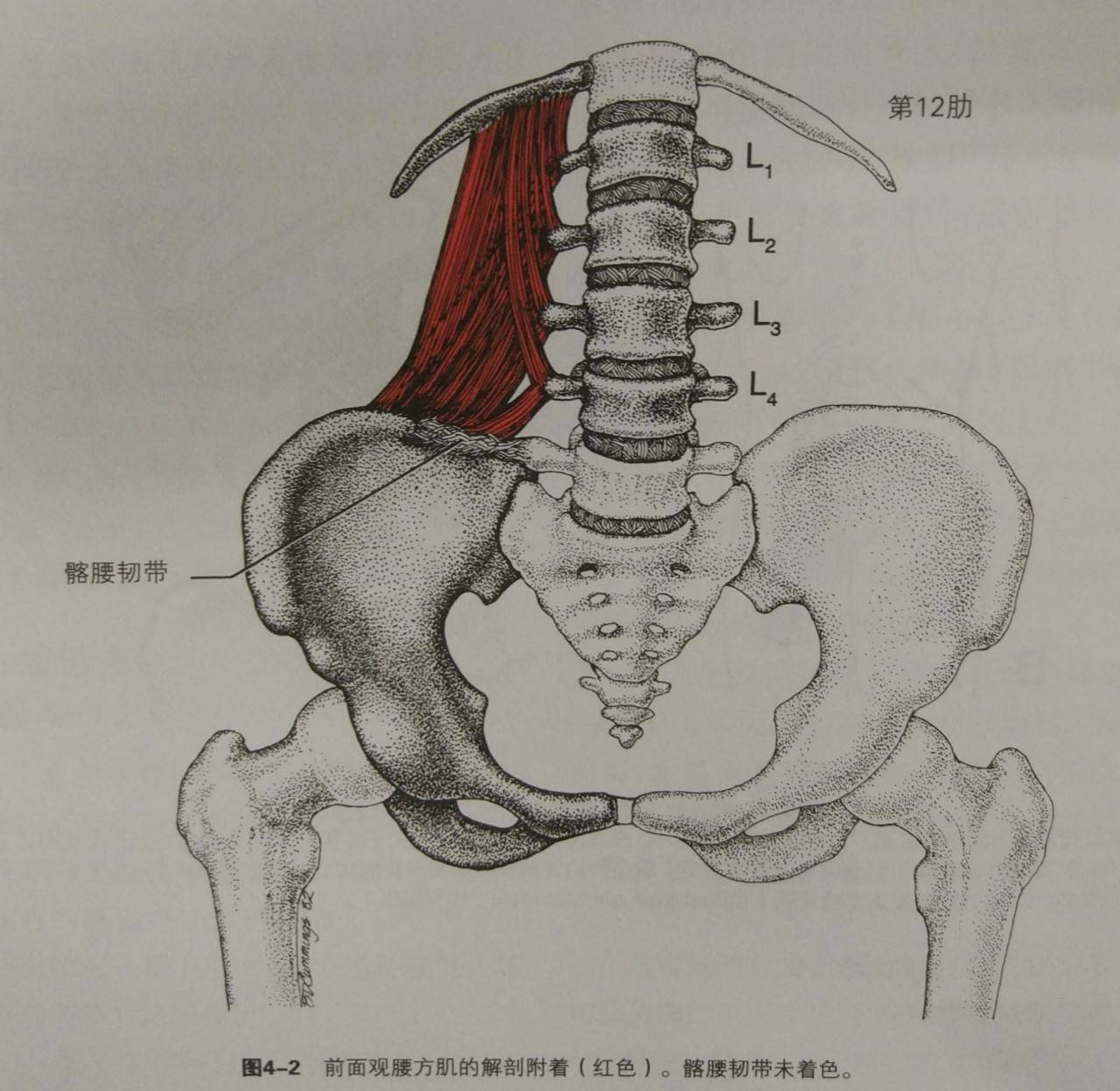 腰方肌——"腰背痛之首要原因"