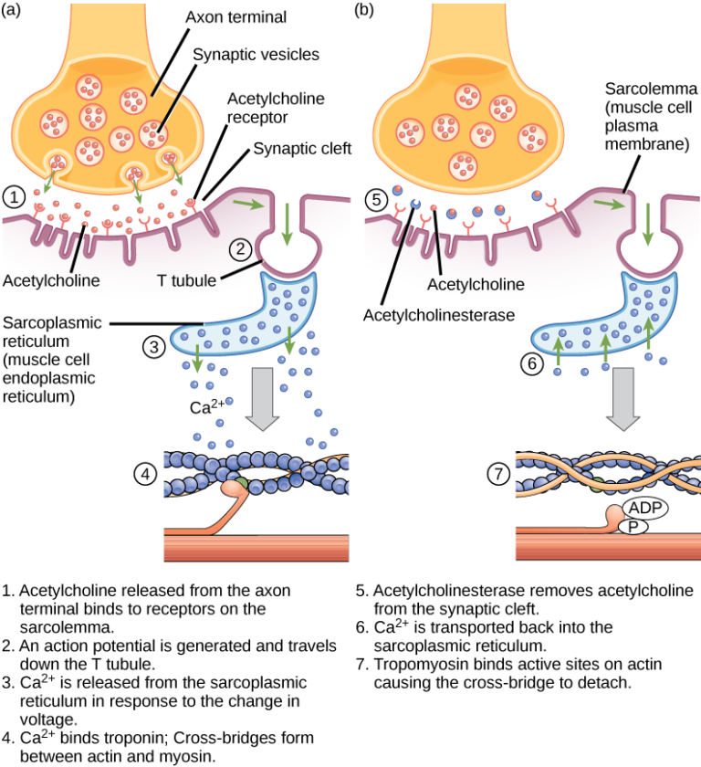 然后肌钙蛋白变构调节原肌球蛋白(tropomyosin).