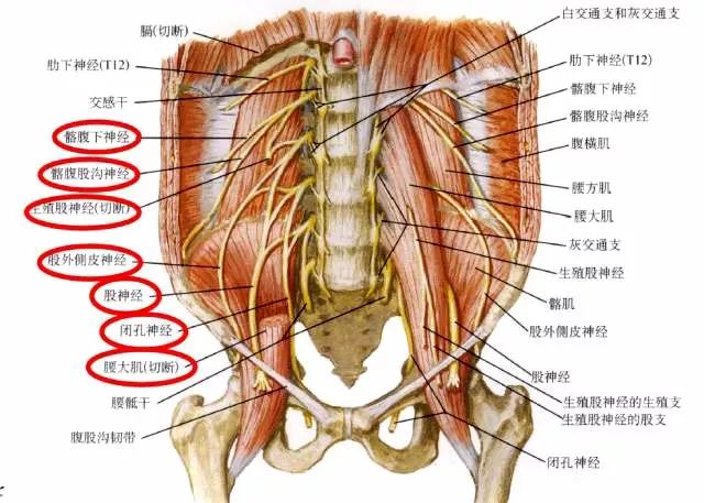 神经主要包括腰丛(t12前支部分,l1-3前支和l4前置部分组成),骶丛(l4-5