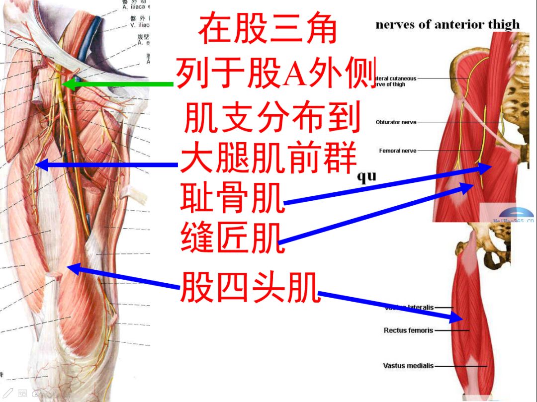 图4-196 小腿和足部的动脉(外侧观)(2)-外科学-医学