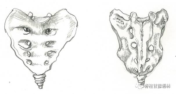 人体骶骨素描 刘志恒博士提供