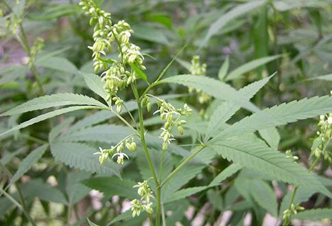 火麻花,又称大麻花,麻勃,能够治疗瘰疬初起,金创内漏,风病麻木,还能驱